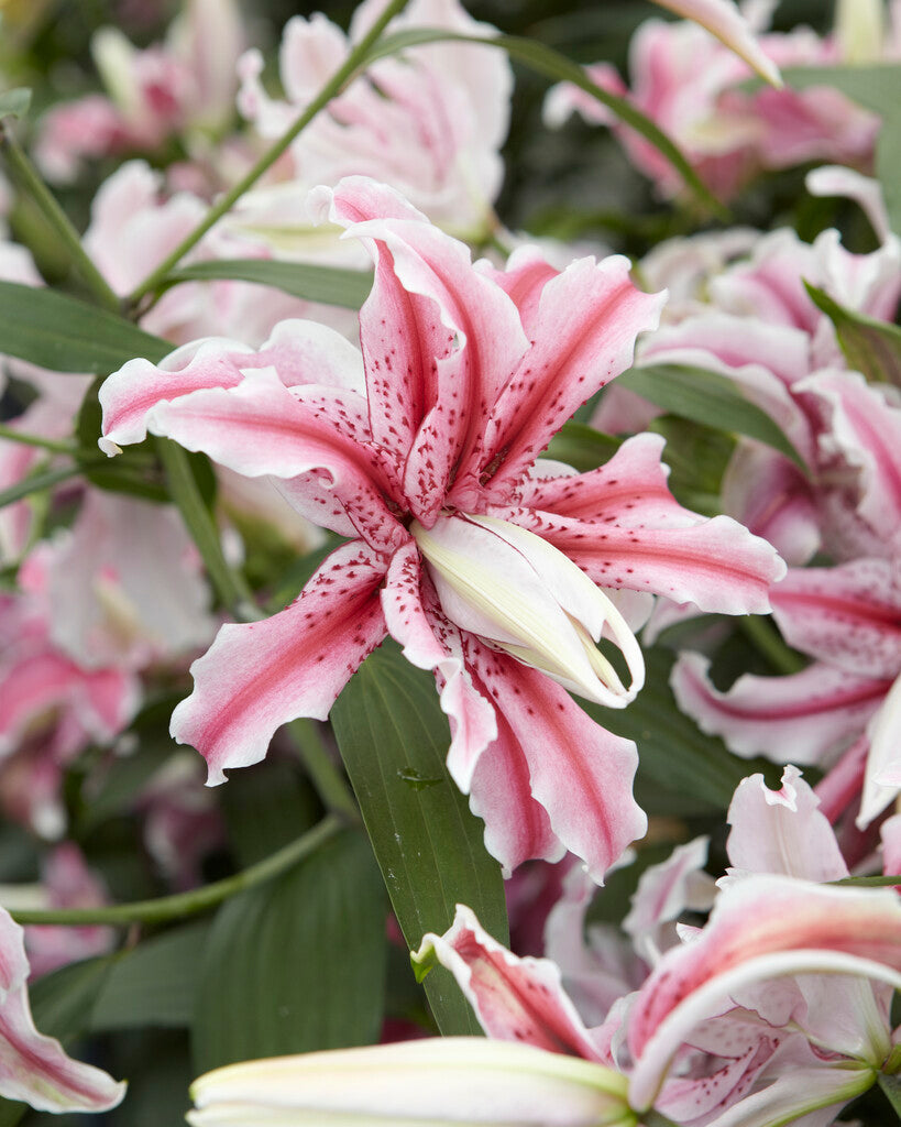 Lily-Lilium Magic Star 1-pakning
